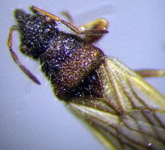 Microplax interrupta