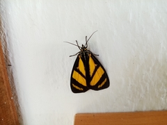 Pseudophaloe cerealia