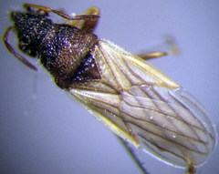 Microplax interrupta