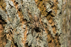 Phaeacius malayensis