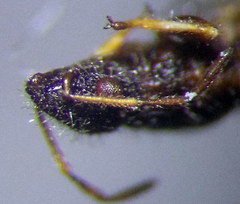Microplax interrupta