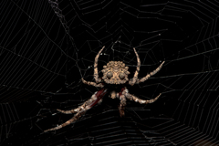 Poltys illepidus