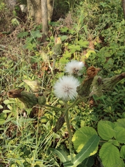 Sonchus wightianus