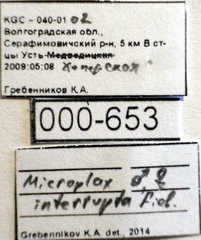 Microplax interrupta