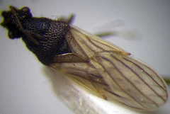 Microplax interrupta