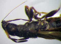 Microplax interrupta