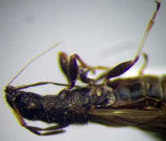 Microplax interrupta