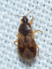 Lyctocoris campestris