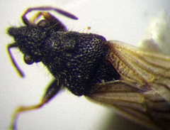 Microplax interrupta
