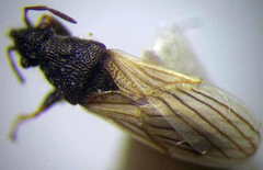 Microplax interrupta