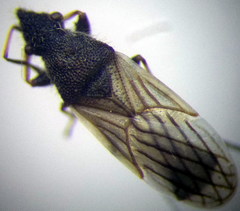 Microplax interrupta