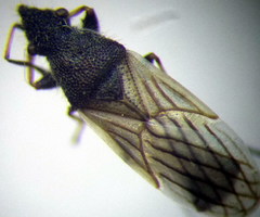 Microplax interrupta