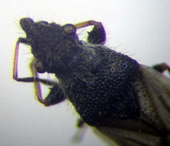 Microplax interrupta