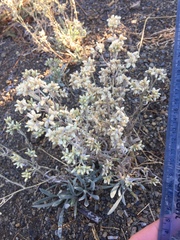 Pseudognaphalium thermale