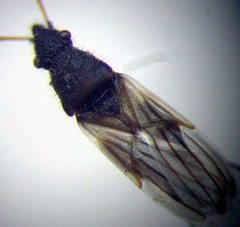 Microplax interrupta