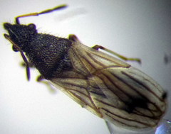 Microplax interrupta