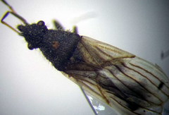 Microplax interrupta
