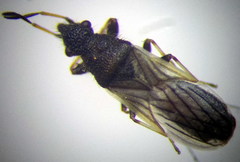 Microplax interrupta