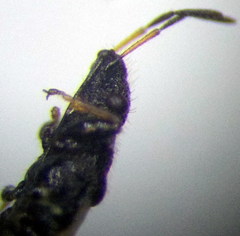Microplax interrupta