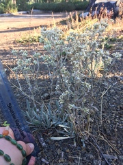 Pseudognaphalium thermale