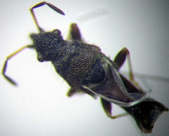 Microplax interrupta