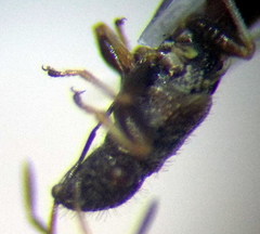 Microplax interrupta