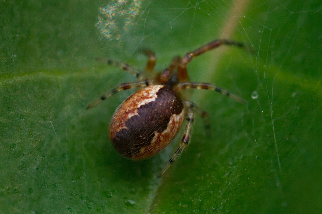 Banded Comb-Footed Spider, photo 1 of 7