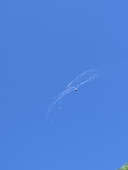 Gasteracantha cancriformis