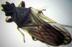 Microplax interrupta