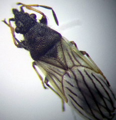 Microplax interrupta