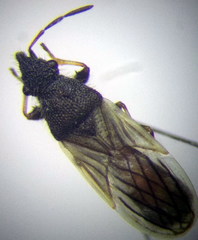 Microplax interrupta