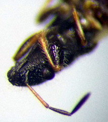 Microplax interrupta