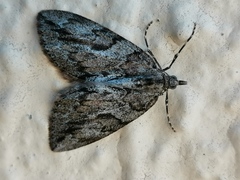 Thera cupressata
