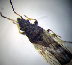 Microplax interrupta