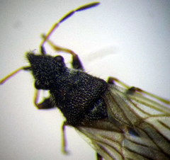 Microplax interrupta