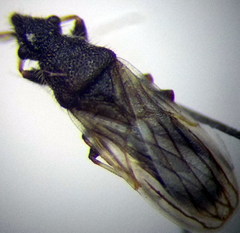 Microplax interrupta