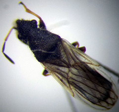 Microplax interrupta