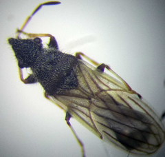 Microplax interrupta