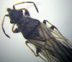 Microplax interrupta