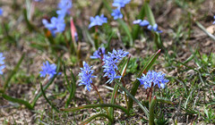 Scilla subnivalis
