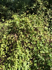 Tetragonia implexicoma