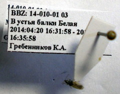 Microplax interrupta