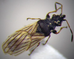 Microplax interrupta