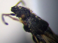 Microplax interrupta