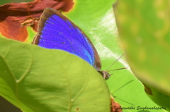 Arhopala amantes