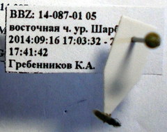 Microplax interrupta