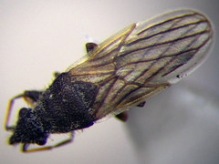 Microplax interrupta