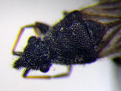 Microplax interrupta