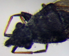 Microplax interrupta