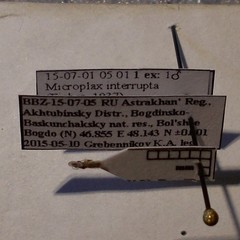 Microplax interrupta